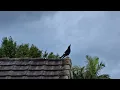 Currawong morning call sounds