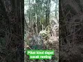 Download Lagu pikat kinoi dapat cucak ijo ranting