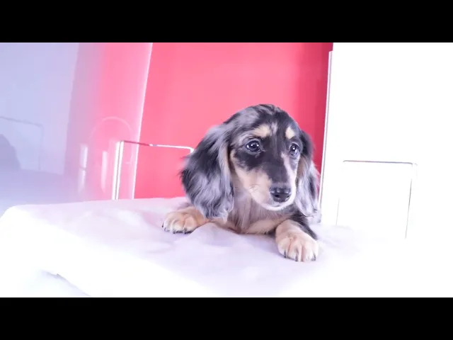 動画