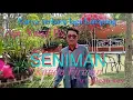 Download Lagu Terbaru // SENIMAN // Lagu Lampung // voc  : Kanda Firman // cipt : Yusuf Rs // Arr : Dean key