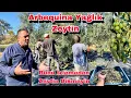 40 Dönüm Profesyonel Arbequına  Zeytin Bahçesini İzlemeden Zeytin Dikmeyin !