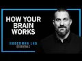 How Your Brain Works \u0026 Changes | Huberman Lab Essentials