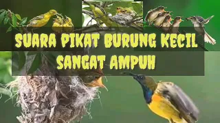 Download Paling AMPUH suara pikat mp3 ini MP3