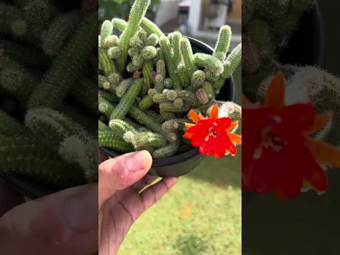 El mejor amigo de los cactus