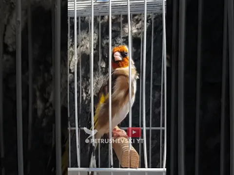 Goldfinch Nature Song
