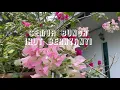 Download Lagu Gethsemane Garden ( Semua bunga ikut bernyanyi )