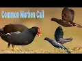 Download Lagu Suara Pikat Burung Madar Batu // common moorhen calling