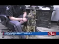 Laurens County Sheriff s Office welcomes new narcotics K-9