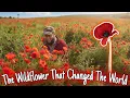 POPPIES The Wildflower That Changed The World