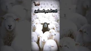 قداسه البابا شنودة الثالث محبه الله تقيم المسكين 