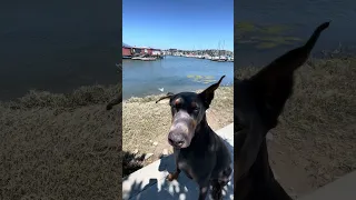 #fyp #dream #doberman #pets #youtube