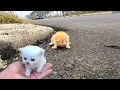 I adopt homeless kittens meowing on the side of the road small rescued kittens