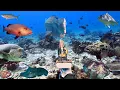 Download Lagu #Eps 134 Dua hari berburu ikan monster dan bertemu kerang purba raksasa penghuni pulau OBI HALSEL🏝️ 