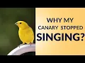 Download Lagu Mengapa Burung Kenari Anda Berhenti Berkicau: Alasan Umum dan Solusinya