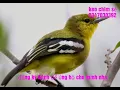 Download Lagu burung cak lilin atau kunyit kecil