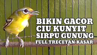 pancingan ciu kunyit muda hutan trecetannya bikin gacor