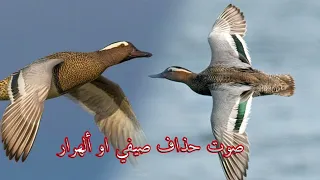 صوت حذاف صيفي او الهرار الگراط 