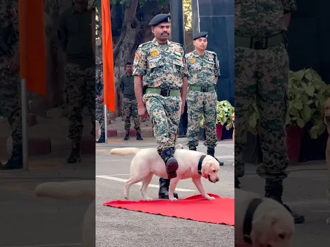 Best Moment 🐕‍🦺❤️🪖 #bsf #training #dog #love #shorts