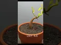 120 Days in 1 Min: Time-lapse of Growing a Durian Tree from Seed