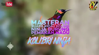 burung anda pemakan madu suara burung kolobri ninja pemakan madu thoraciamik 