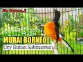 Download Lagu LANGSUNG GACOR BONGKAR ISIAN ~ PANCINGAN MURAI BATU BORNEO.