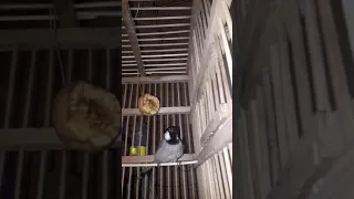 تغريد أنثى بلبل يستخدم لتحفيز الذكور اتخلي البلبل العنيد يقره      دندنها