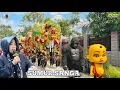 Download Lagu SUMUR SANGA -Voc. NAYAH | SINGA DEPOK PUTRA PAI MUDA (PPM) | BABAKAN JATI 2 - HAURGEULIS IM.