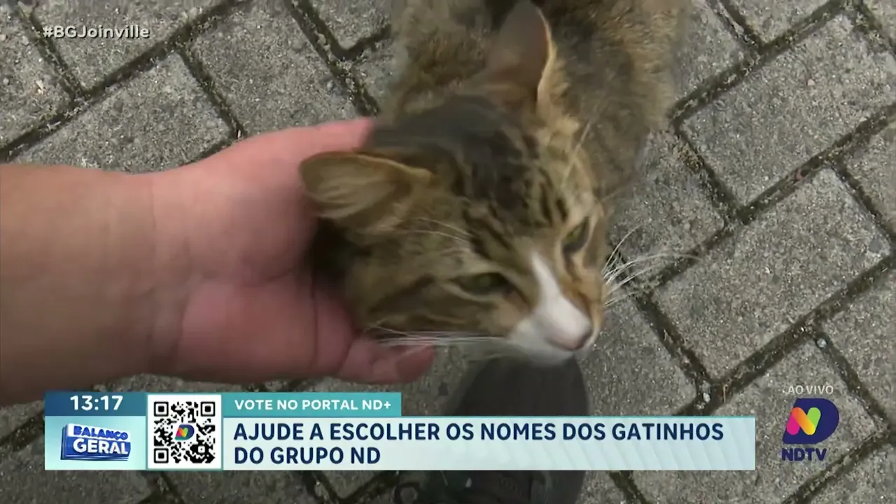 Vote no portal ND+: ajude a escolher os nomes dos gatinhos do Grupo ND