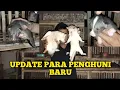 Download Lagu UPDATE PERKEMBANGAN BABY MUSANG DI PONDOK LUWAK BANYUMAS #musangjinak #musanglovers #musangpandan