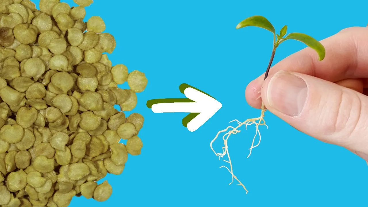 Video thumbnail from JimmyB Harvests