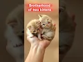 Lagu brotherhood of two kittens  #fypシ゚viral #cat #cats#fyp #animals