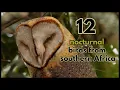 Download Lagu 12 nocturnal bird calls from southern Africa