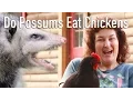 Do Possums Eat Chickens
