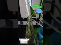 Download Lagu Best Water For Your Indoor Plants is 6.0 Ph | Kangen Water | Enagic K8 Machine | Beauty Water Usages