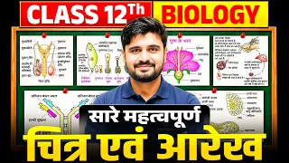 Class 12th Biology | सारे महत्वपूर्ण चित्र व प्रश्न | Most Important Diagrams | U Board Exam 2027