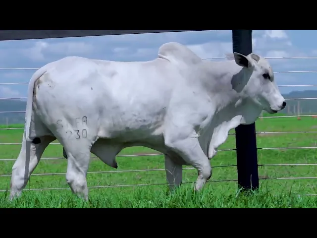 Touro Nelore SHFA - 230