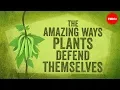 Download Lagu The amazing ways plants defend themselves - Valentin Hammoudi