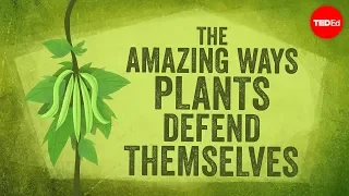 Download The amazing ways plants defend themselves - Valentin Hammoudi MP3