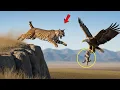 Download Lagu When an Eagle Stole His Baby, This Bobcat Broke Every Law of Nature