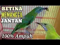 Download Lagu CUCAK CUNGKOK BETINA MEMANGGIL JANTAN ||  Cucak Cungkok Macet Langsung Gacor