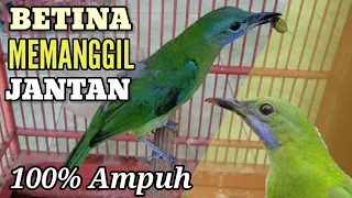 cucak cungkok betina memanggil jantan cucak cungkok macet langsung gacor