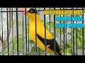 Download Lagu Kepondang Emas - Suara Khas Kepondang Emas
