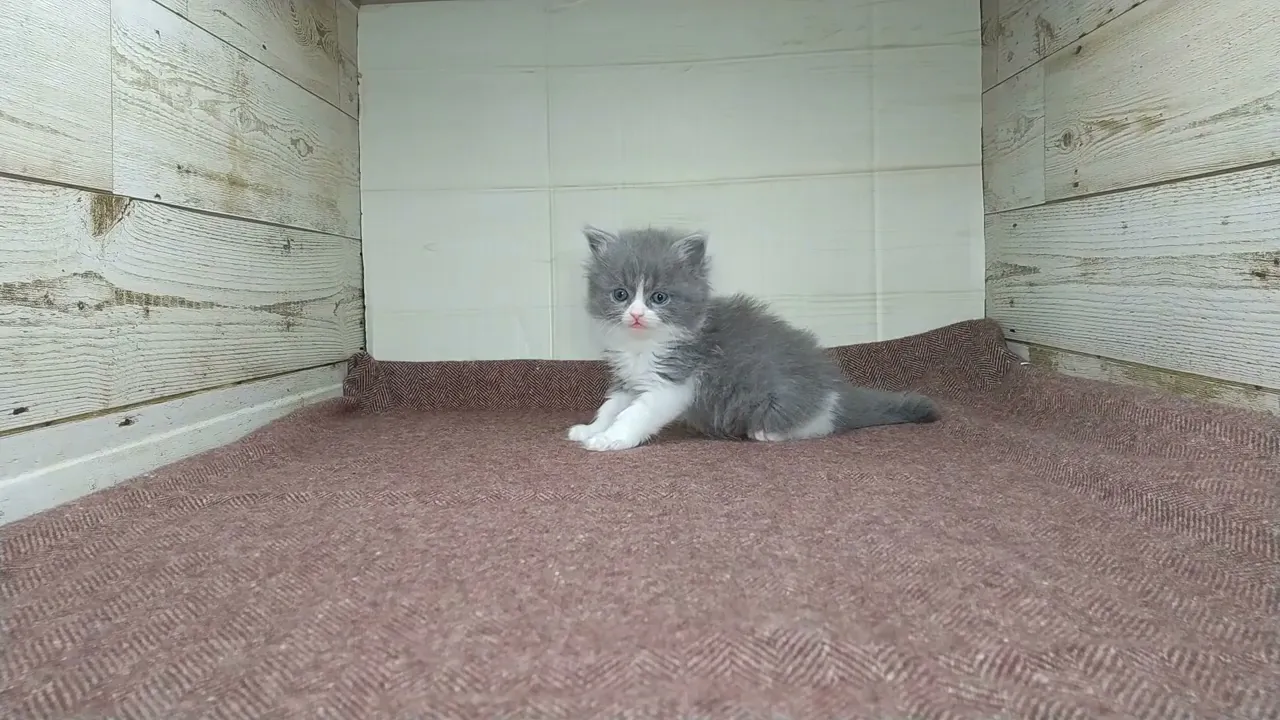 動画