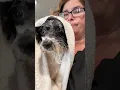Millie - Pomapoo groom
