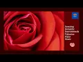 Download Lagu Amazing Romantic❤ Instrumental Valentine❤ Piano Music Romantic Instrumental Music Piano🎧