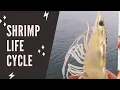 Download Lagu Shrimp (Litopenaeus vannamei) Life cycle From Brood Stock to Post larvae