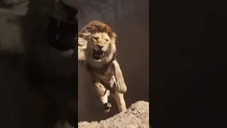 سمبا خد نظره حسد بس أبوه م يت اسد 