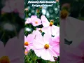 Download Lagu Gentle Rain and Soothing Piano Beautiful Relaxing Music Stress Relief 🌼Soothing Music for calmness
