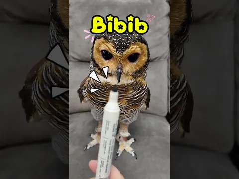 Math Quiz for Owls!🤓✅❌ #funny #owl #cute #pets #animals #cat