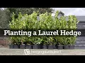 How to Plant a Laurel Hedge Step-by-Step Guide